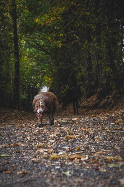 Plan Vertical Chien Mignon Marchant Sur Chemin Avec Des Feuilles — Photo