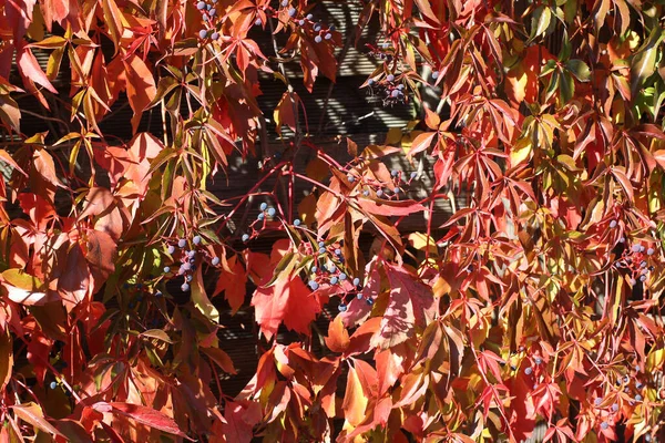 Крупный План Красивых Осенних Листьев Дикого Винограда — стоковое фото