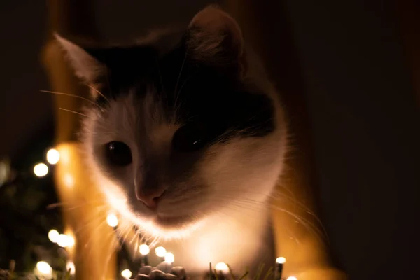 Een Close Shot Van Een Mooie Zwart Wit Kat Achter — Stockfoto