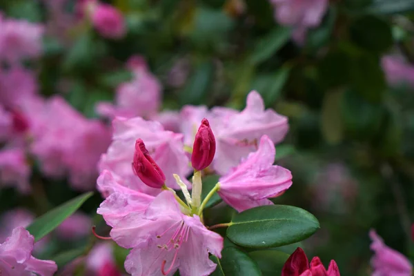 Zbliżenie Ujęcie Pięknych Różowych Kwiatów Rododendronu — Zdjęcie stockowe