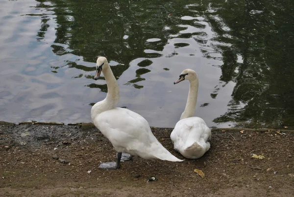 Mooie Witte Zwanen Grond — Stockfoto