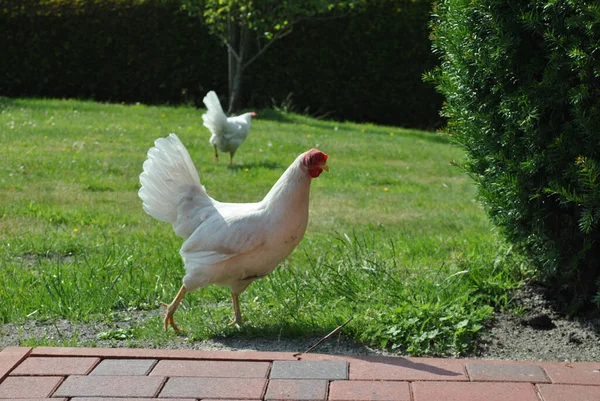 Fehér Csirke Aki Fűben Sétál — Stock Fotó