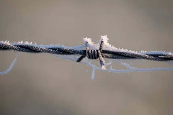 Close Arame Farpado Com Fundo Desfocado — Fotografia de Stock