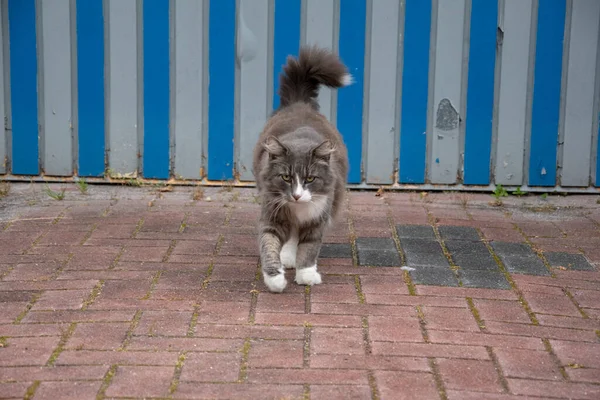 Gros Chat Gris Colère Marchant Sur Sol Pierre — Photo