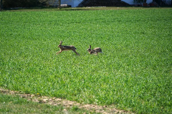 Δύο Κουνέλια Που Τρέχουν Πράσινο Γρασίδι Κατά Διάρκεια Της Ημέρας — Φωτογραφία Αρχείου