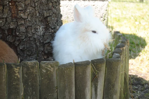 草の上の可愛くてふわふわの白いウサギ — ストック写真