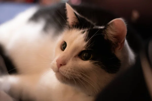 Eine Nahaufnahme Einer Katze — Stockfoto