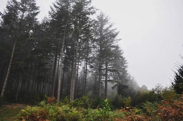 Plano Bajo Árboles Cubiertos Niebla Bosque Morvan Francia — Foto de Stock