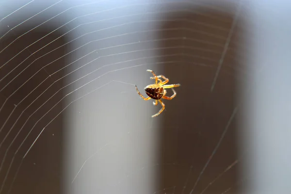 蜘蛛网上的蜘蛛 — 图库照片