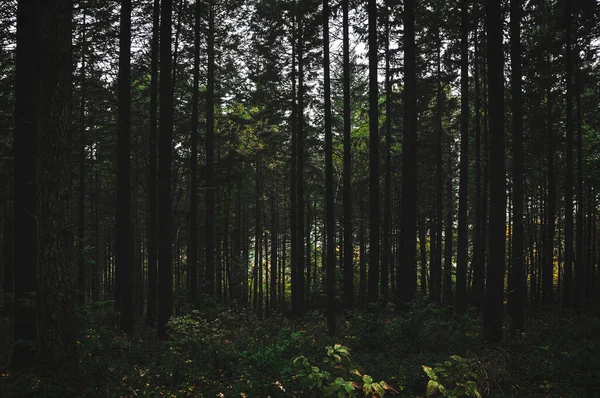 Primo Piano Grandi Alberi Nella Foresta Morvan Francia — Foto Stock