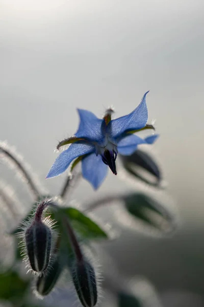 Selective Focus Shot Beautiful Borage Flower — Stock Photo, Image