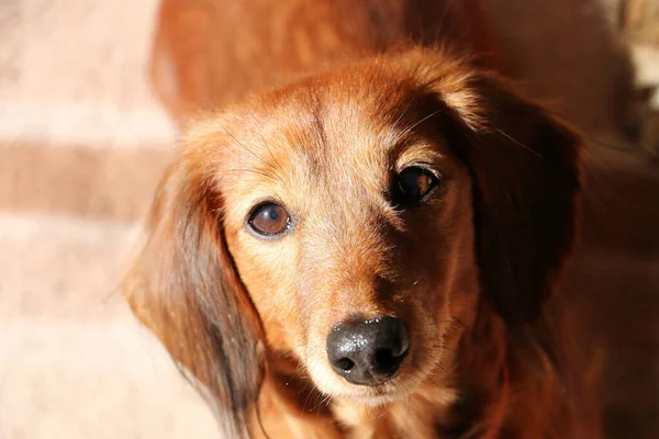 Een Close Shot Van Een Bruine Dachshund Hond — Stockfoto