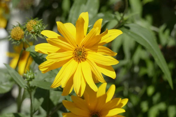 Close Florescer Amarelo Marguerite Margarida — Fotografia de Stock