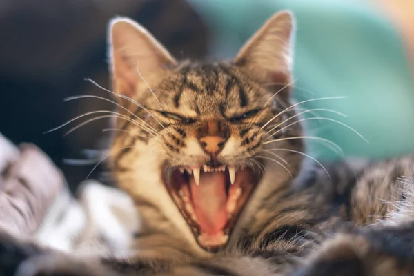 Una Toma Selectiva Enfoque Gato Gris Enojado —  Fotos de Stock