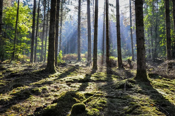Detailní Záběr Stromů Lese Morvan Francie Slunečného Dne — Stock fotografie