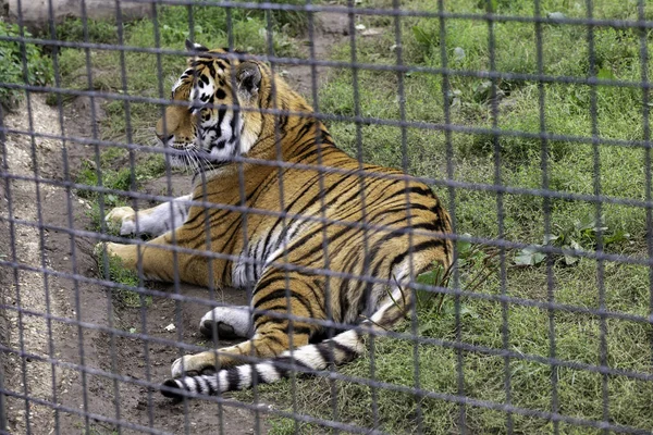 Вибірковий Знімок Фокуса Тигра Лежить Землі Всередині Зоопаркової Клітки — стокове фото