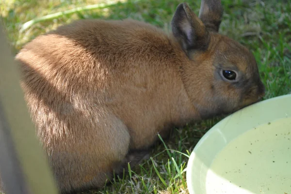 Das Entzückende Und Flauschige Braune Kaninchen Auf Dem Gras — Stockfoto