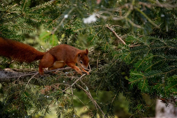 ツリー上の赤い森リスのクローズアップショット — ストック写真