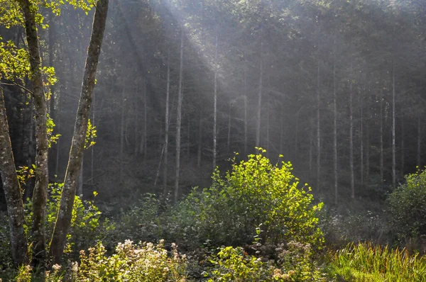 Primo Piano Alberi Nella Foresta Morvan Francia Una Giornata Sole — Foto Stock