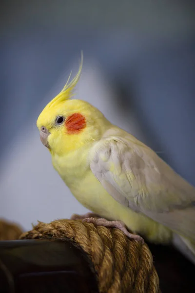 Una Messa Fuoco Selettiva Pappagallo Gallo Giallo Bianco Perfetto Sfondo — Foto Stock