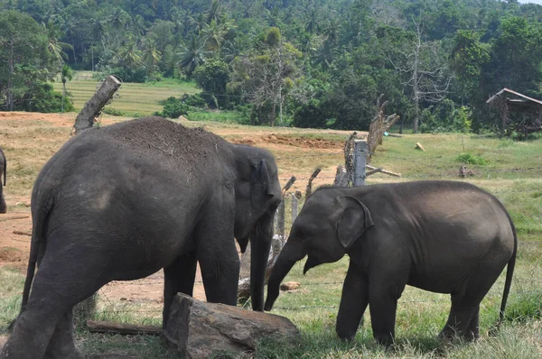 Возлюбленные Слоны Играют Друг Другом Парке — стоковое фото