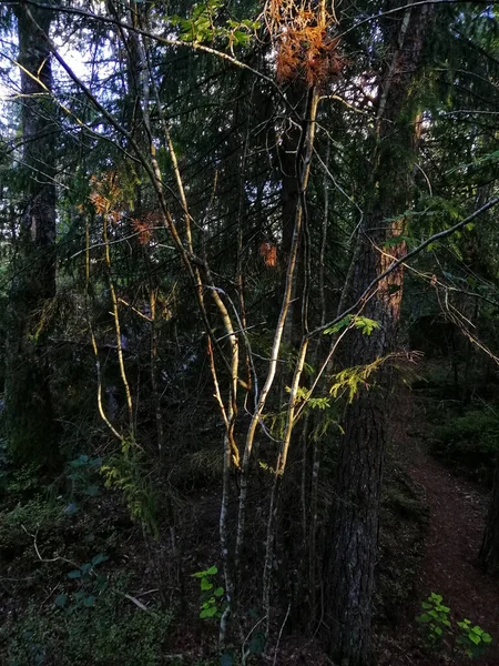 Vue Verticale Une Forêt Couverte Verdure Sous Lumière Soleil — Photo