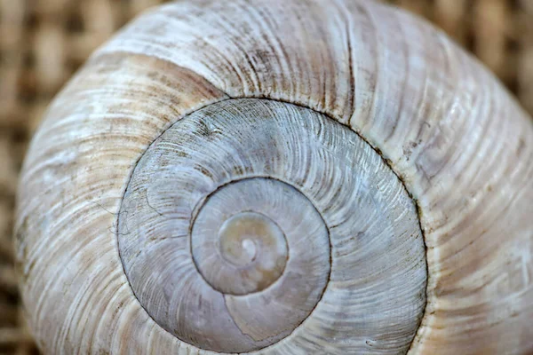 Closeup Shot Snail Shell — Stock Photo, Image