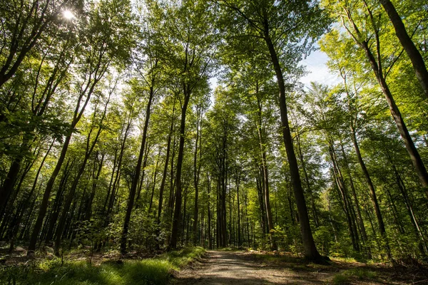 Een Lage Hoek Opname Van Hoge Bomen Het Bos Onder — Stockfoto