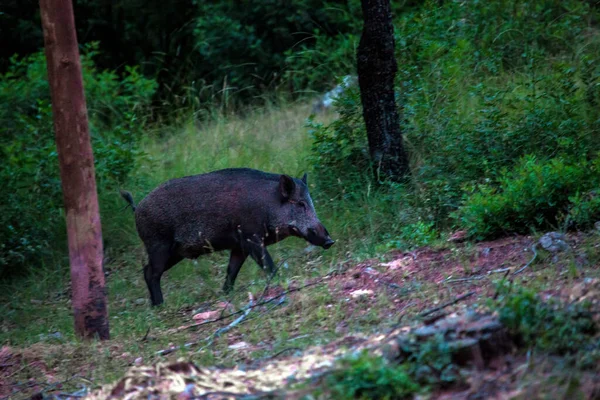 Ein Wildschwein Naturpark Der Sierras Cazorla Segura Und Der Villen — Stockfoto