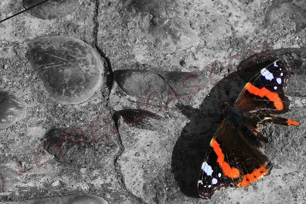 Крупный План Оранжевой Черной Бабочки Треснувшей Стене — стоковое фото