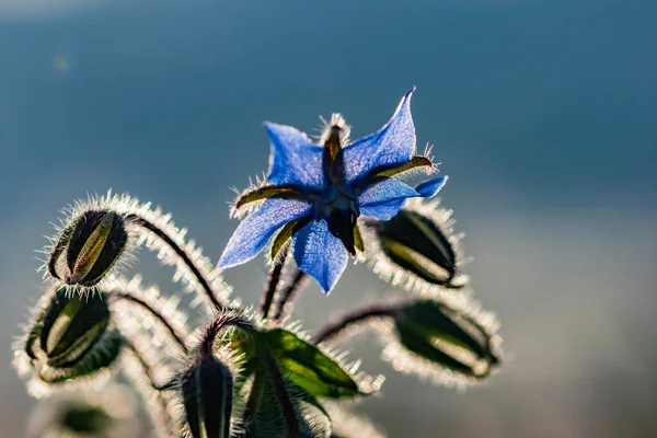 Selective Focus Shot Beautiful Borage Flower — Stock Photo, Image