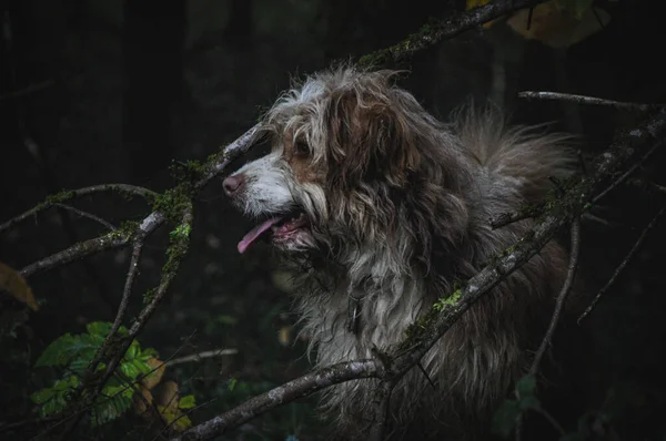 Tiro Close Cão Marrom Bonito Floresta — Fotografia de Stock