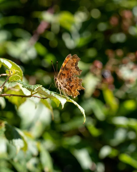 緑の葉に蝶のクローズアップ垂直ショット — ストック写真