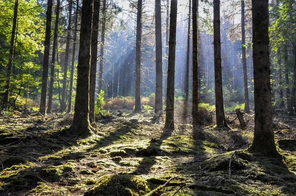 Detailní Záběr Stromů Lese Morvan Francie Slunečného Dne — Stock fotografie