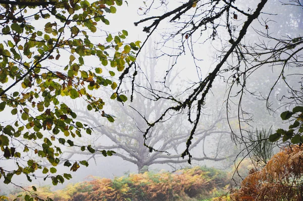 Gros Plan Arbres Couverts Brouillard Dans Forêt Morvan France — Photo