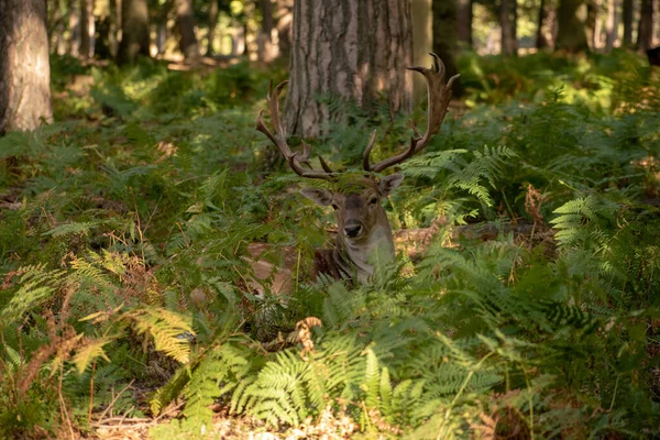 森の中に植物に囲まれた長い角を持つシカの美しいショット — ストック写真