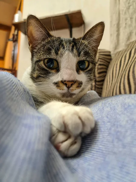 Eine Vertikale Nahaufnahme Einer Niedlichen Katze Mit Großen Leuchtenden Augen — Stockfoto