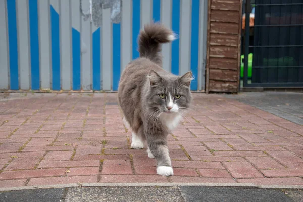 Sokaktaki Bir Kedinin Yakın Plan Fotoğrafı — Stok fotoğraf