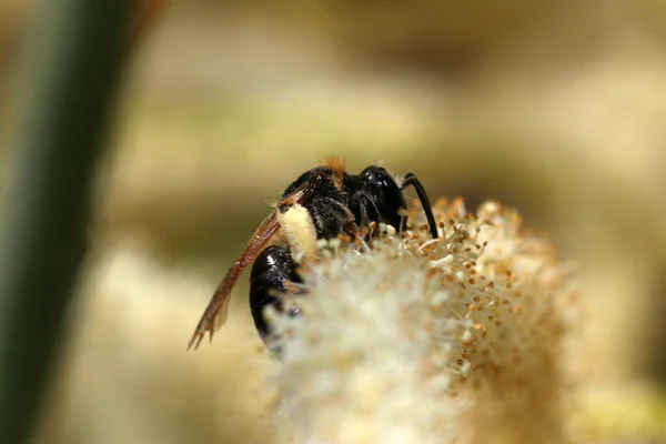 蜂が花の上に座って花粉を集める — ストック写真