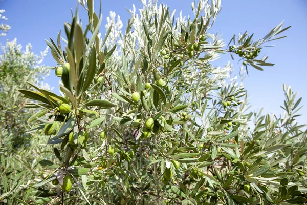 Low Angle Shot Growing Olive Tree — Stock Photo, Image