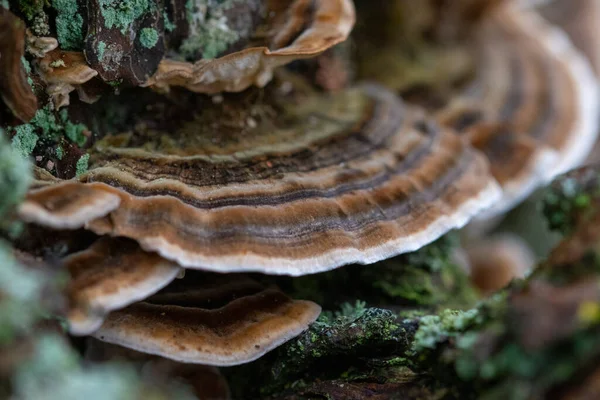 Selektiv Fokus Närbild Skott Svamp Som Växer Från Ett Träd — Stockfoto