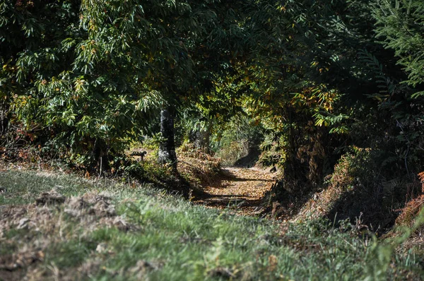 Nahaufnahme Eines Waldweges Morvan Frankreich — Stockfoto