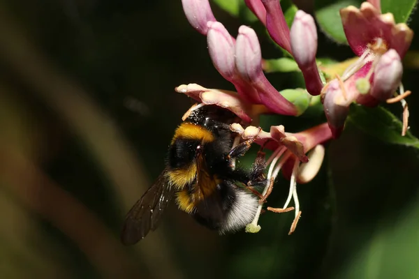 Κοντινό Πλάνο Μιας Μέλισσας Ένα Λουλούδι — Φωτογραφία Αρχείου