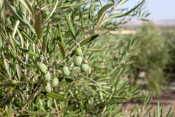 Primo Piano Olive Che Crescono Circondate Foglie Albero — Foto Stock