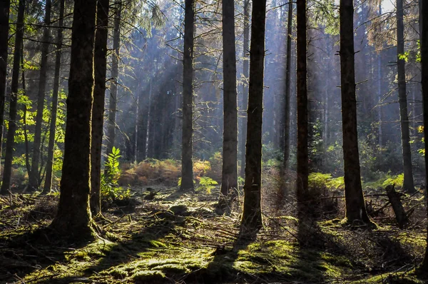 Detailní Záběr Stromů Lese Morvan Francie Slunečného Dne — Stock fotografie