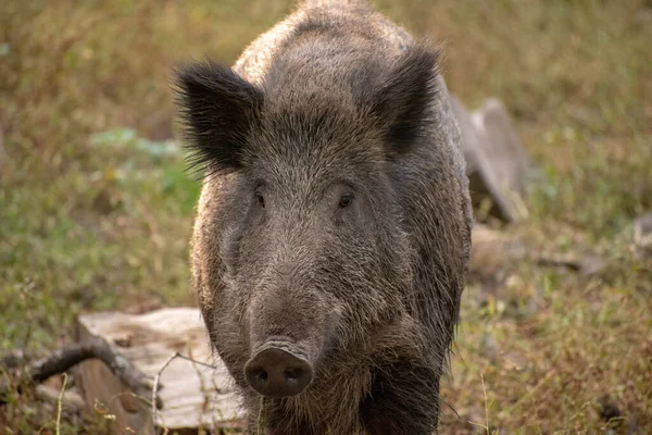 Nahaufnahme Eines Schwarzen Wildschweins Einem Wald — Stockfoto