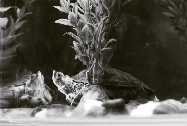 Egy Közeli Szürkeárnyalatú Felvétel Két Teknősről Akváriumban — Stock Fotó