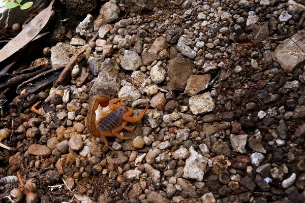 Tiro Alto Ângulo Escorpião Chão Rochoso — Fotografia de Stock