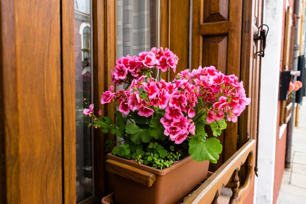 Close Vaso Flores Com Flores Floridas Uma Rua Florença — Fotografia de Stock