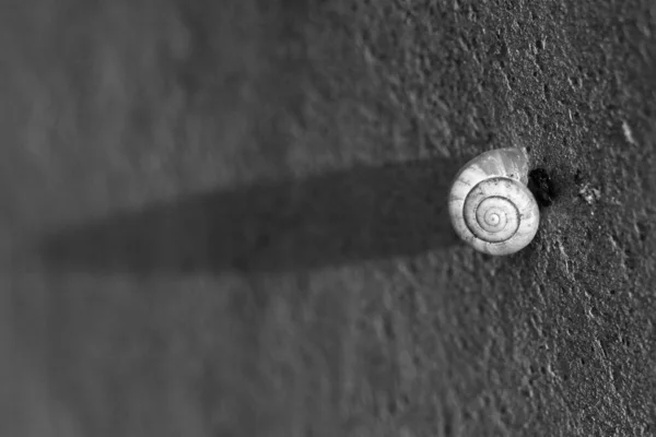 Tiro Escala Cinza Pequena Concha Caracol Uma Parede Sob Luzes — Fotografia de Stock